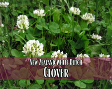 14,100 New Zealand White Dutch Clover Seeds Pollinator Flower Gardening