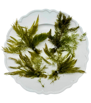 Tofu's Tanks Hornwort - Buy 2 Bunches, Get 2 Bunches Free! Live Aquatic Plant