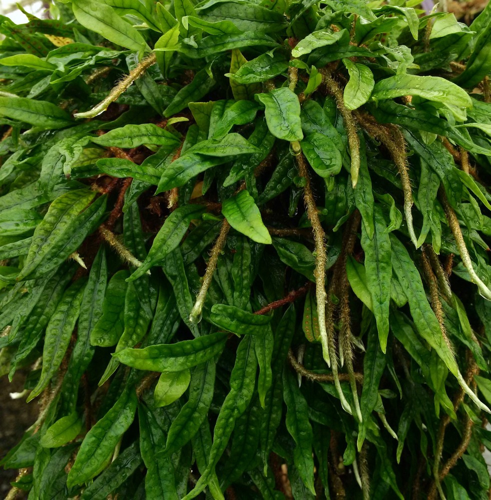 Microgramma lycopodioides, northern Guatemalan form - fast growing tropical fern