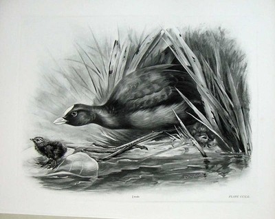 Original alter antiker Druck 1910 Gewöhnlicher Hahn Fulica Atra ausgewachsene Küken Vogel Teller