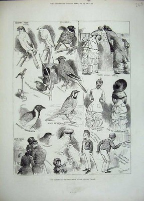 Alter antiker Druck 1883 Kanarienkäfig Vogelschau Kristallpalast Kanarienpapagei 19.