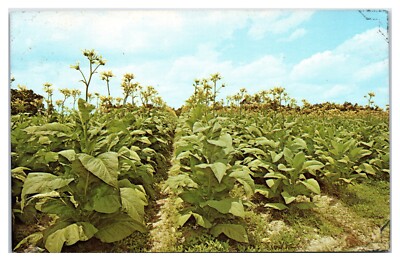 tobacco land What's available at in Mt Pleasant, PA? Tobacco Land - The Lemontree