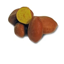 French Fingerling Potato -2 lbs pounds- Certified Whole Seed Potatoes for Spring