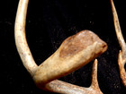 Deer Antler Rack Scull Cap 7 Point Lot E — photo 10