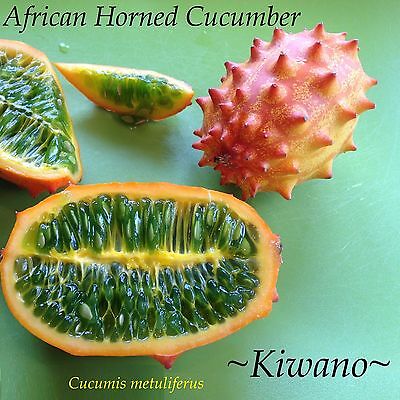 Non-GMO *Free US Shipping* Details about   50 Kiwano Africa Horned Melon Seeds