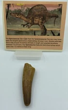 Spinosaurus Teeth Dinosaur F0SSIL Before T Rex Cretaceous J982