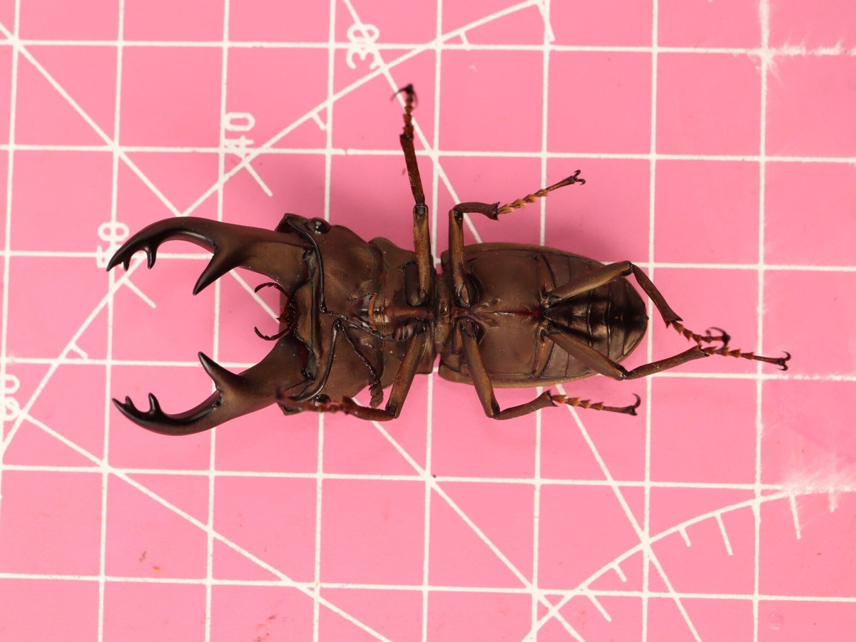 アート・デザイン・音楽 IL CERVo VOLANTE (Coleoptera lucanidae) Download Lucanus Cervus, Stag Beetle, Drawing. Royalty-Free