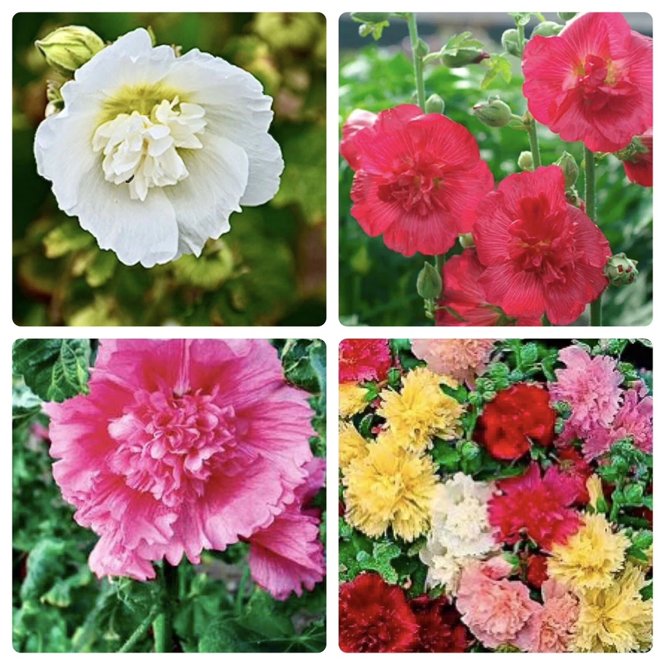 40 Hollyhock Summer Carnival Mix Seeds / Perennial/ Fall Flowers - Image 2 of 2