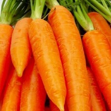 Chantenay Red Core Carrot Seeds  NON-GMO  Heirloom  Fresh Garden Seeds