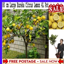 80 cm Large Fully Mature Eureka Citrus Lemon Fruit Tree Plant in 4L Pot