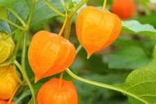 Ground Cherry, 50 Seeds, NON-GMO, Cape Gooseberry, Chinese Lantern, FREE SHIP