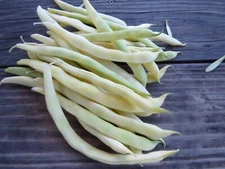 Neckargold  -an old favorite yellow pole bean with the best flavor of any