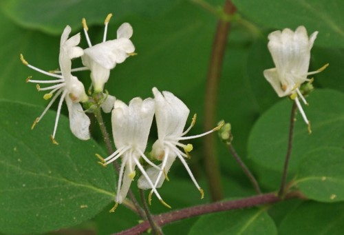 Lonicera xylosteum | European Fly Honeysuckle | 50_Seeds - 第 1/5 張圖片