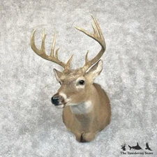 #28076 P | Whitetail Deer Taxidermy Shoulder Mount For Sale