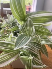 TRADESCANTIA “ALBIFLORA” wandering Jew- 5 cuttings