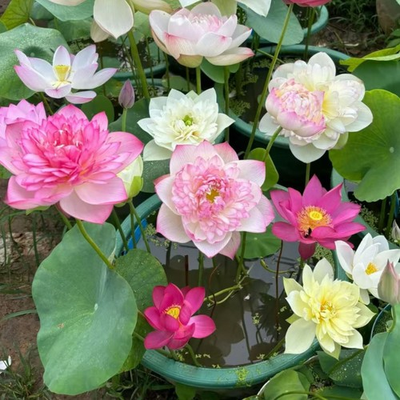 #ad 20 Mixed Color Bowl Lotus Seeds – Mini Aquatic Flowers for Pots or Small Ponds $8.95