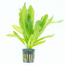 Buy2Get1Free Ruffle Sword Echinodorus Martii Potted Live Aquarium Plant