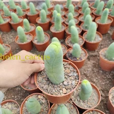 8-12cm Penile cactus succulent Beautiful plant (very robust) Family Garden