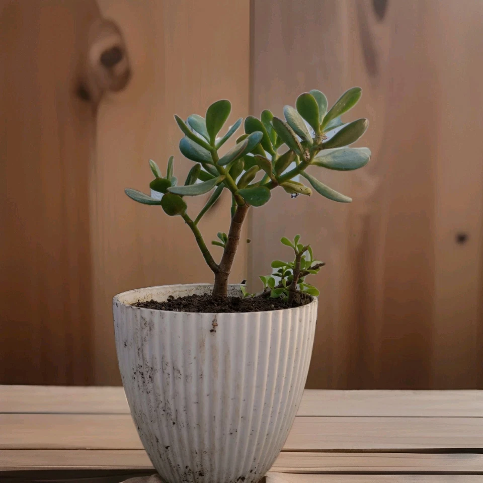 Planta de jade viva suculenta - Crassula Ovata - Elige el tamaño (4” a 12”) Foto 3 de 4