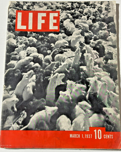 LIFE Magazine 1937 Lab Rats Mice Missouri Benton Murals Belgrave | eBay