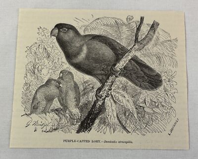 1885 book engraving ~ PURPLE-CAPPED LORY