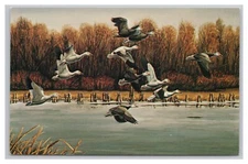 Snow Geese Birds Painting Artist Andy Peters "Desoto Snows" Wildlife Postcard 