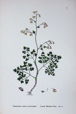 Alter antiker Druck Botanik Pflanzen um 1902 Kleine Wiese Raute Thalictrum minus 20.