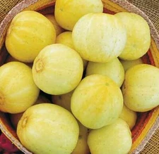 Lemon Cucumbers - Seeds - Organic - Non Gmo - Heirloom Seeds – Vegetable Seeds 