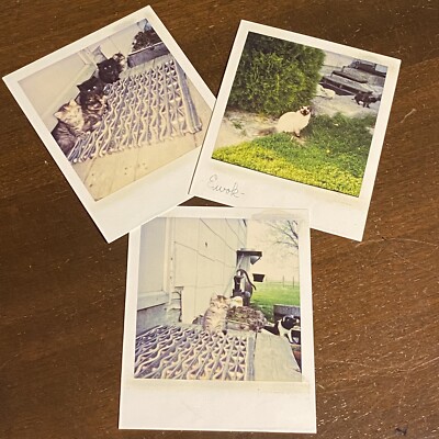 Lot Cat Kittens VINTAGE POLAROID Found Photo 80s Original Farm Pig Statue Well