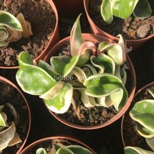 Foglia arrotolata Hoya carnosa (L. f.) R. Br. Pianta Succulenta Variegata 6-10CM