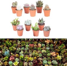 10 Mixed Indoor Plants - 5 Succulents & 5 Cactus Mini Houseplants in 5.5cm Pots