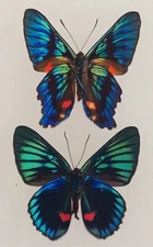 LOT OF 10 FANTASTIC BUTTERFLIES SPECIAL COLORS WINGS CLOSED FROM PERU.