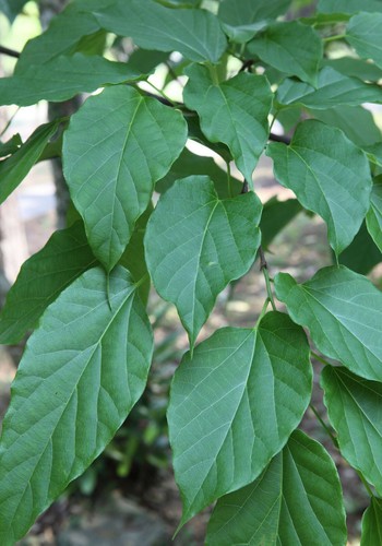 ALANGIUM CHINENSE SEMI cinese : å角枫; pinyin : bā jiǎo Fēng - Imagen 3 de 4
