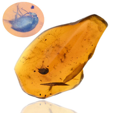 Mordellidae (Tumbling Flower Beetle), Fossil insect inclusion in Burmese Amber