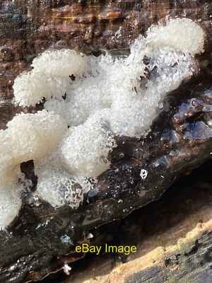 Foto 12x8 Schneepilz - Tremella fuciformis Tongwynlais um 2021