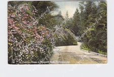 PPC Postcard CA California Redlands Banksia Roses In Prospect Park Scenic View
