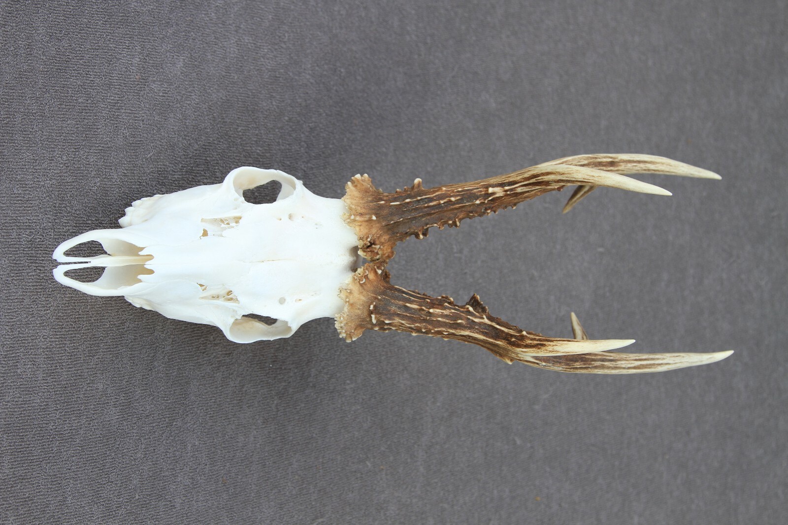 ROE DEER TROPHY SILVER MEDAL119.53 CIC POINTS (TAXIDERMY, HUNTING,CRAFT