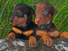 Doberman Pinscher Puppies 8X10 Glossy Photo Picture