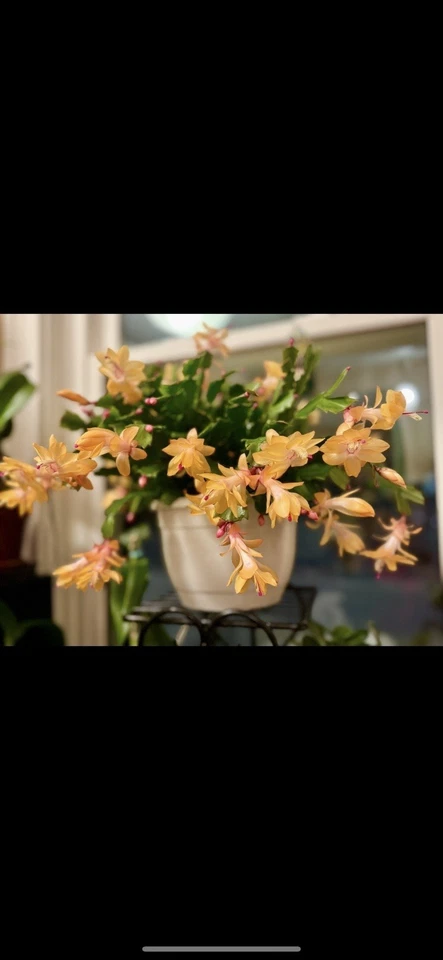 Planta de cacto de Natal amarela (Thor Sophia) em vaso de 4 pol. planta inicial.(última foto) - Imagem 3 de 4