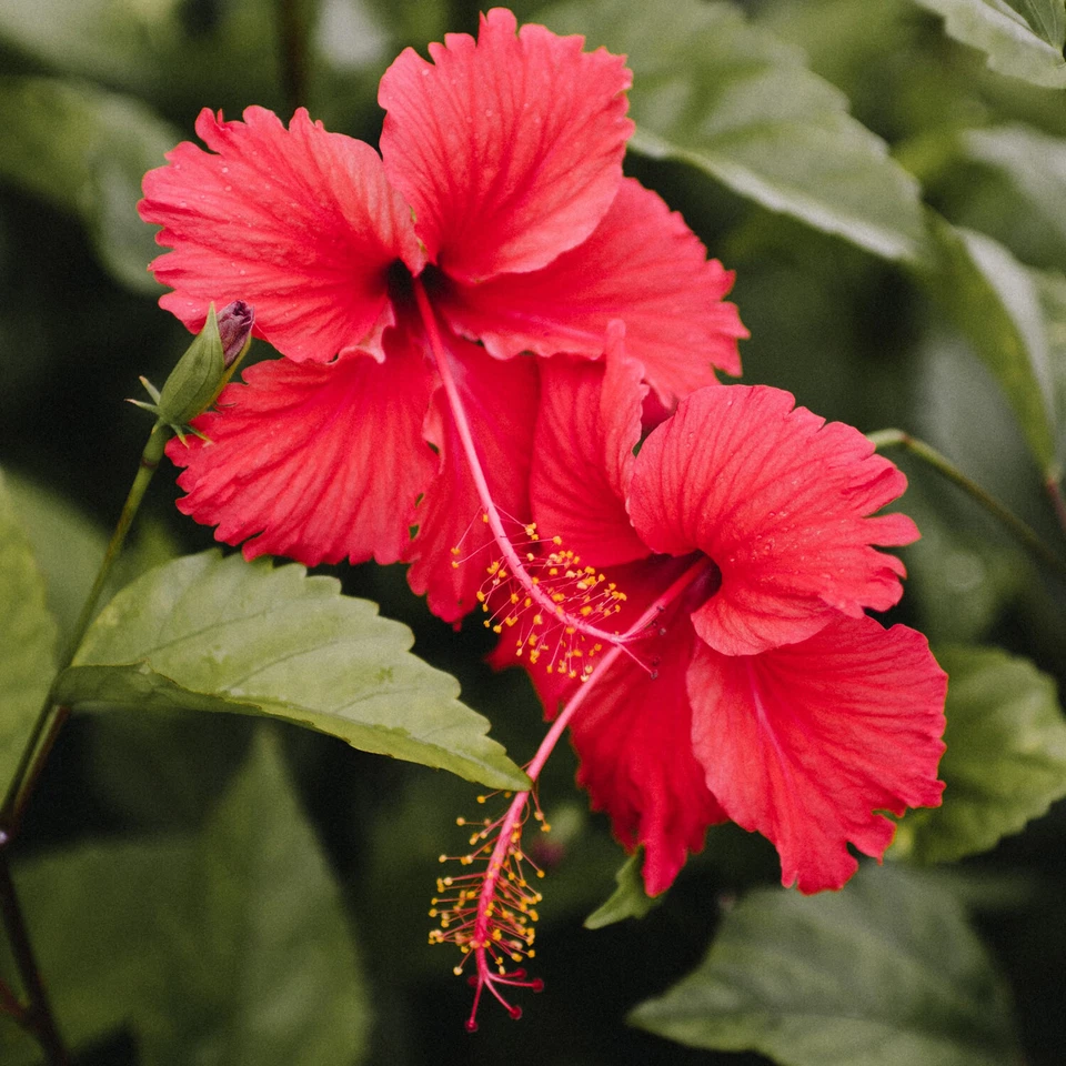 Bolsas de té de hibisco paquete de 3 (90 bolsas) té de flores de hibisco totalmente natural sin cafeína Foto 4 de 4