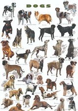 Psy - dekoracyjny plakat A1 + plakat GRATIS + darmowa wysyłka!