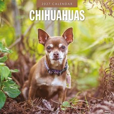 Chihuahuas 2027 Square Wall Calendar