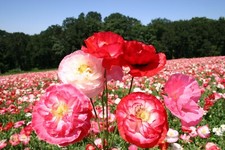 200+ Shirley Mixed Double Poppy Seeds for Garden Planting - USA - FREE SHIPPING!