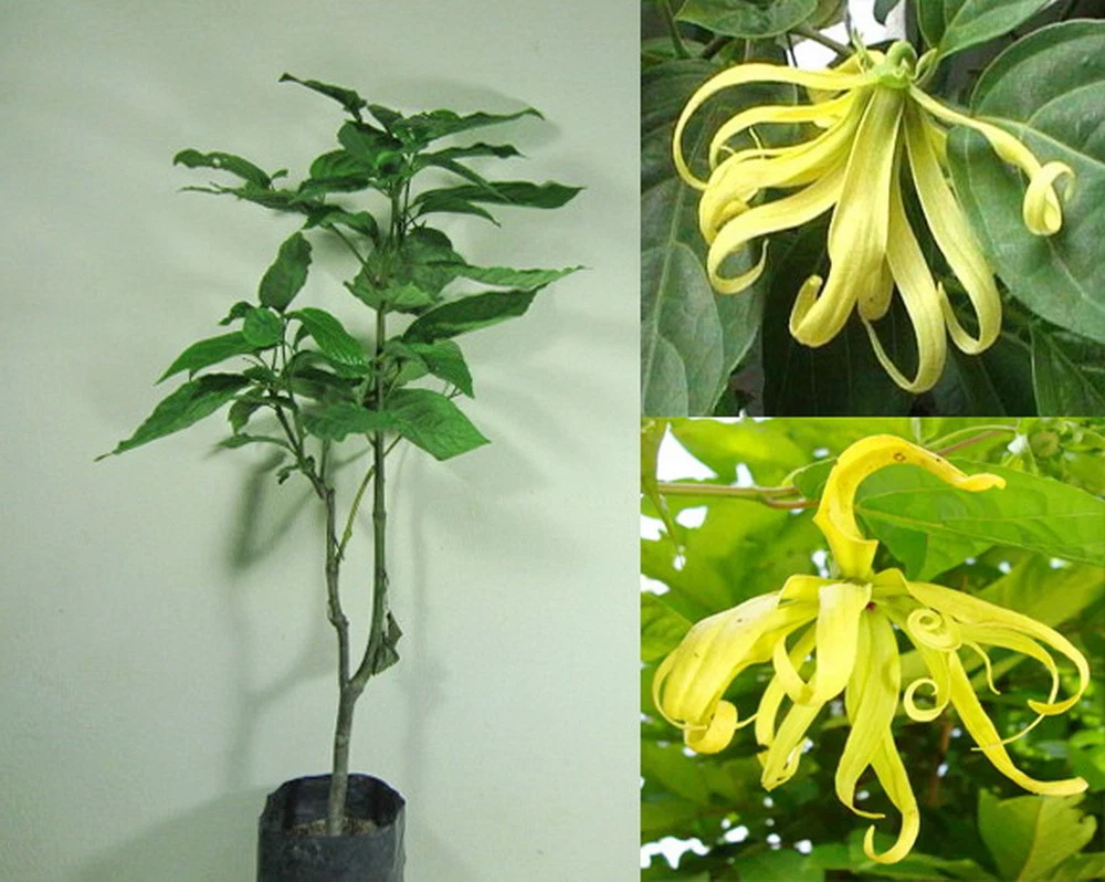 Dwarf Ylang Ylang Tree