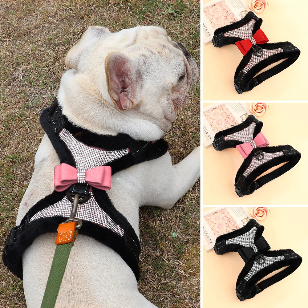 Cute girl dog harness and best sale leash