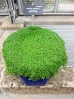 1000 Bulk CORSICAN MINT Mentha Requienii Herb Fragrant Ground Cover Flower Seeds