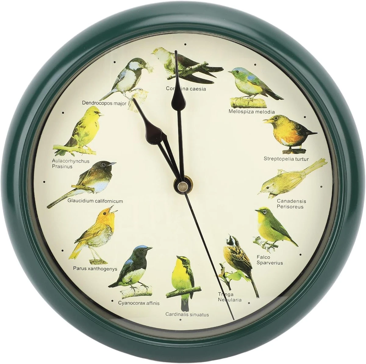Orologio da parete silenzioso, canto degli uccelli, chic da parete, con 12 uccelli canori, foto naturali, decorazione per la casa, orologio decorativo, silenzioso, adatto per soggiorno e camera da