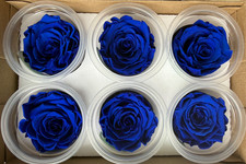 12 BLUE PRESERVED REAL ROSES ETERNAL INFINITY LAST upto 3 YRS 5.5cm