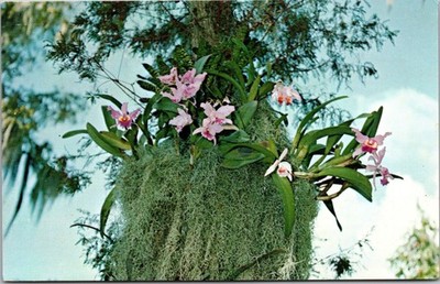 Koppel Color Cards Florida Cypress Orchids Postcard FNC-4310 48126 B99
