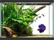 20 Gallon Glass Aquarium 24 x 12.5 x 17.25 in Large Clear Rectangular Rimmed